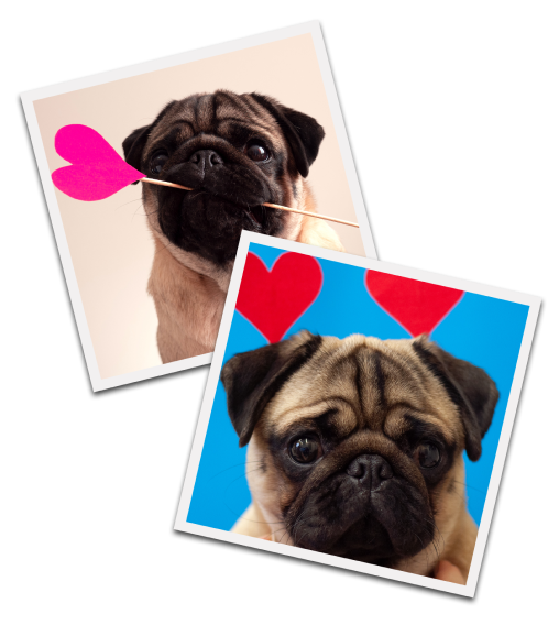 two cute pugs