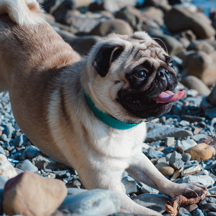 playful rescue pug