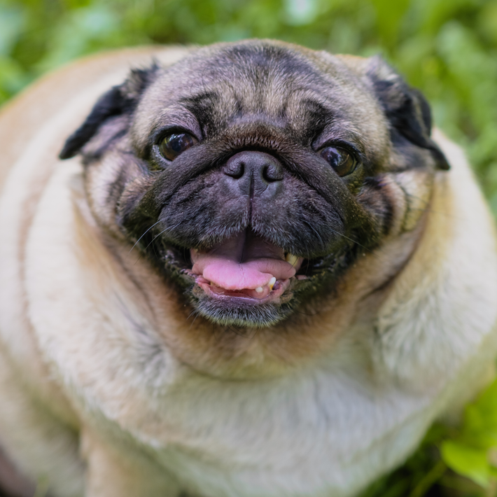 fat pug