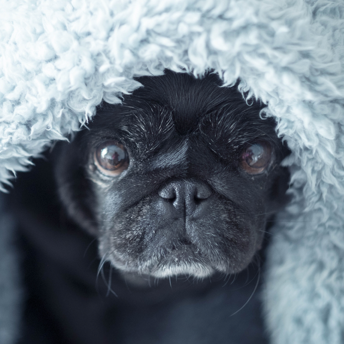 cute black pug