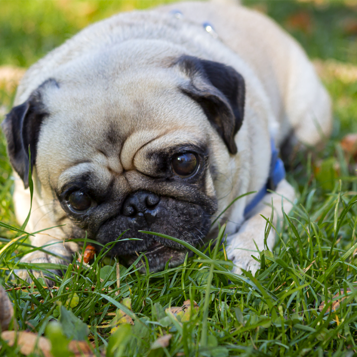 rescue pug in grass