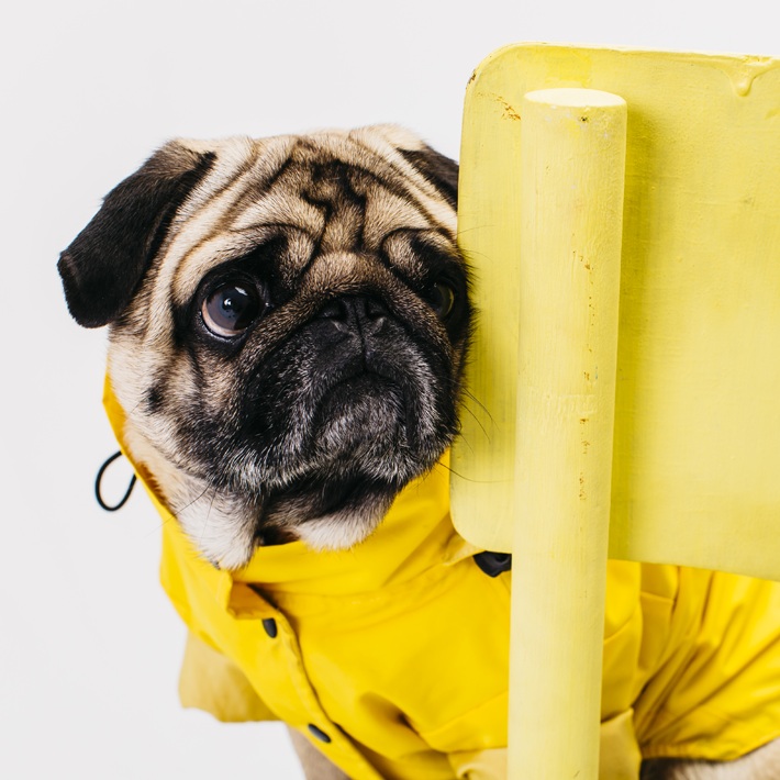 cute pug in rain slicker