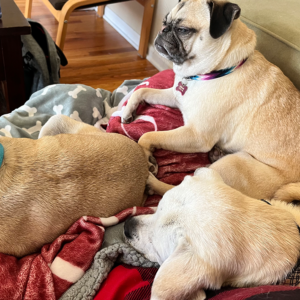 Emmy Lou Adopted Pug