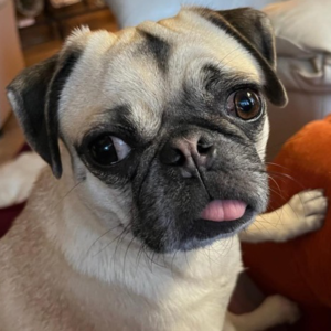 adoptable pug