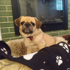 Luna Appalachian Pug Rescue happy tail