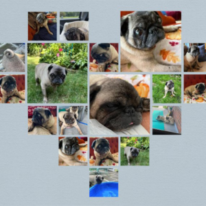 APR hospice pug Freddie