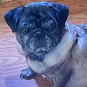 Luba Ruth Appalachian Pug Rescue