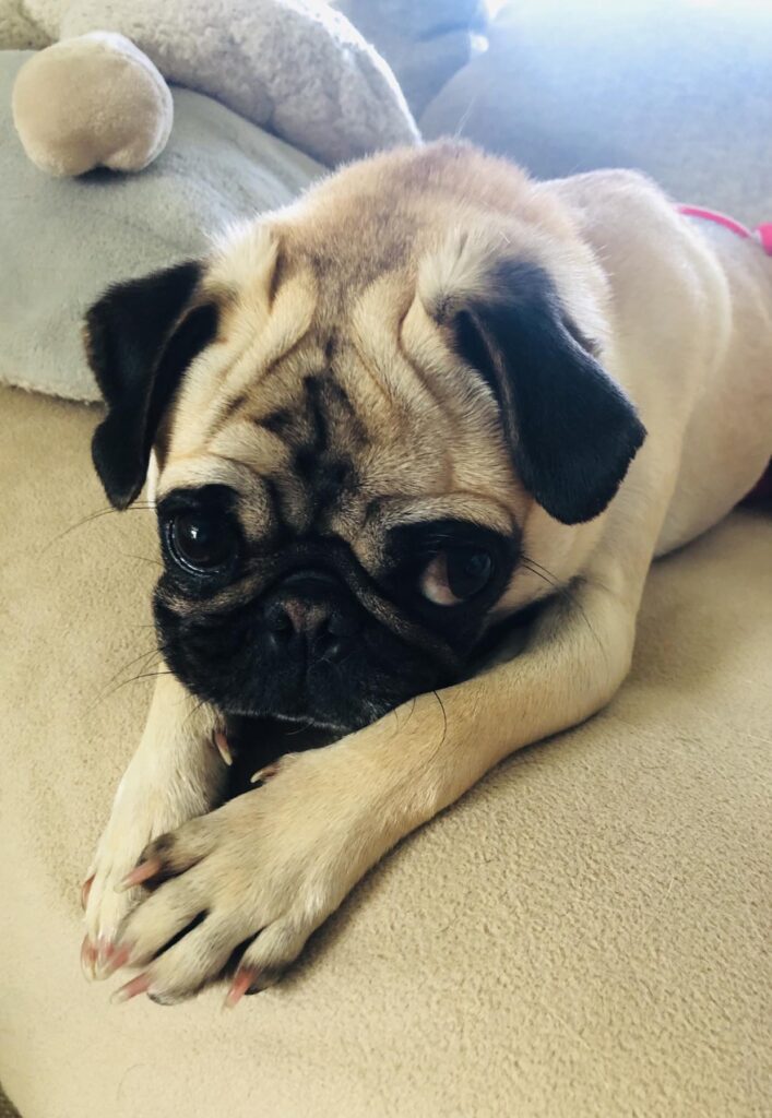 Olive Rae Appalachian Pug Rescue