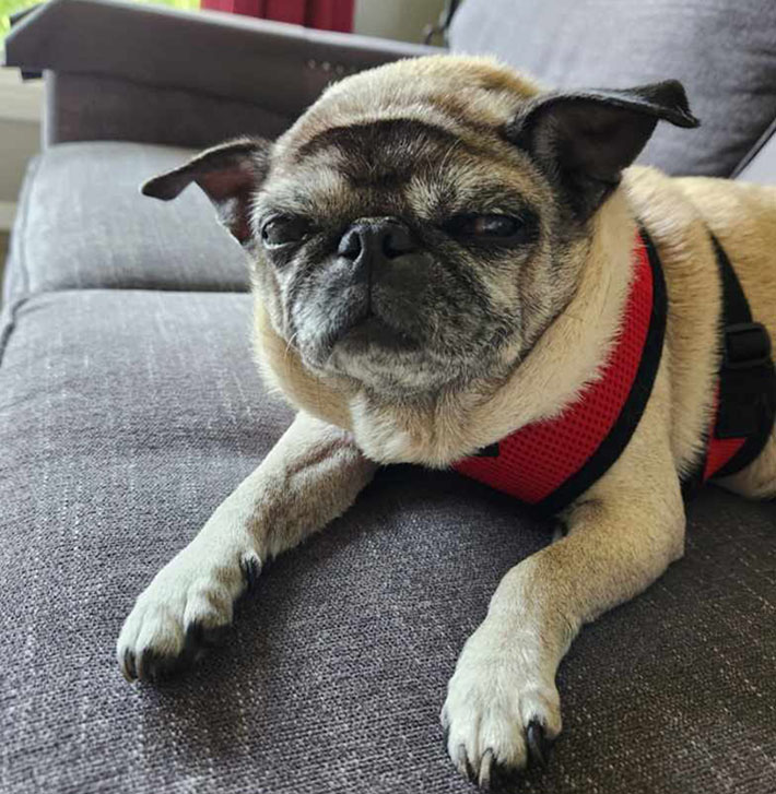 rescue pug maryland