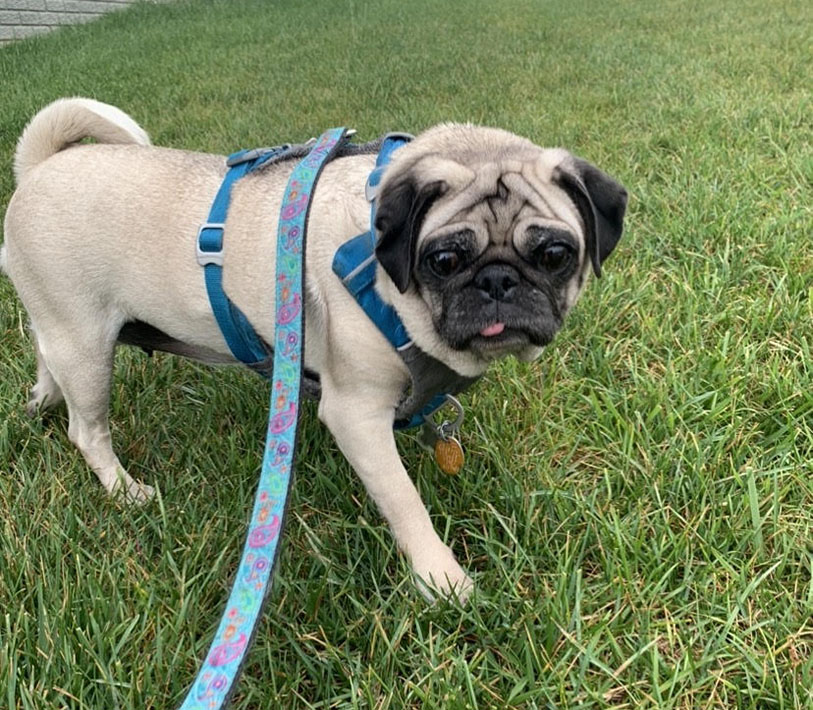 Molly Rose new to pug rescue