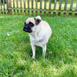 Ethel Gertrude Pug in Maryland