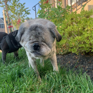 theodore joseph adoptable pug in maryland