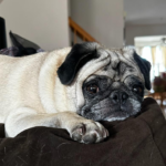 Pennsylvania pug rescue