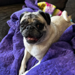 Pennsylvania pug rescue