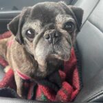 Eleanor Mary pug rescued in Virginia