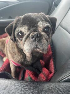 Pug rescued in Virginia