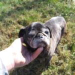 Eleanor Mary pug rescued in Virginia