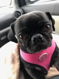 Alexia Ruby, young pug for adoption in pennsylvania