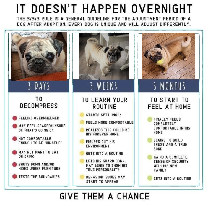 Pug rescue health