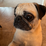 Happy tails ethel pug