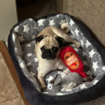 Happy tails ethel pug