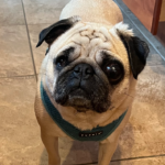 Happy tails ethel pug