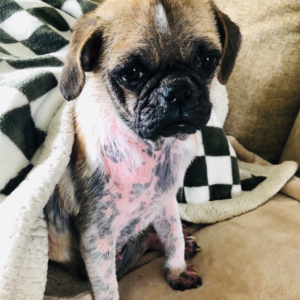 Pug rescue Maryland