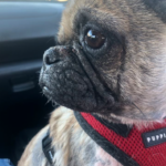 Pug rescue Maryland