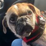 Pug rescue Maryland