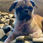 Pug rescue Pennsylvania