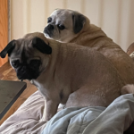 Maryland pug rescue