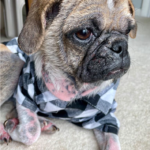 Pug rescue Pennsylvania