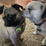 Maryland pug rescue