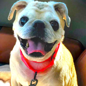 Pug Rescue New Jersey