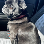 Pug for rescue in Pennsylvania