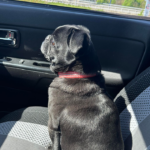 Pug for rescue in Pennsylvania