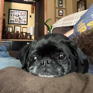 Pug for rescue in Pennsylvania