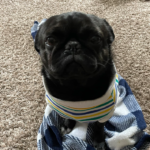 Foster a rescue pug in Pennsylvanie