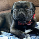 Foster a rescue pug in New Jersey