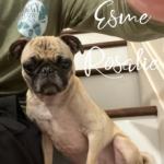 pug for rescue in maryland