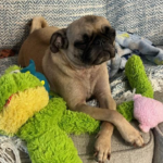 pug for rescue in maryland