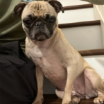 pug for rescue in pennsylvania