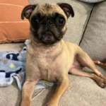 pug for rescue in pennsylvania