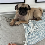 pug for rescue in New Jersey