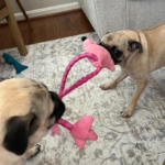 pug for rescue in New Jersey