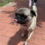 pug rescue maryland