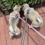 pug rescue maryland