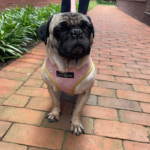 pug rescue maryland