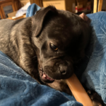 rescue pug in pennsylvania