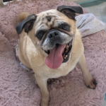 Rescue pug in pennsylvania